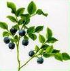 glossary_b/blueberry_branch.jpg glossary_b/blueberry_branch.jpg