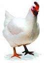 glossary_b/broil_chicken.jpg glossary_b/broil_chicken.jpg