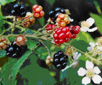 glossary_b/fruit_blackberry.gif glossary_b/fruit_blackberry.gif
