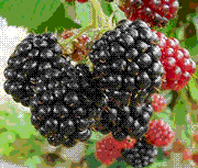 glossary_b/fruit_boysenberry.gif