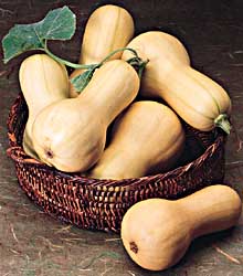 glossary_b/fruit_butternutsquash.jpg