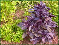 glossary_b/herb_basil_purple_bush.jpg