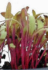 glossary_b/lettuce-Beets-bullsblood2.jpg glossary_b/lettuce-Beets-bullsblood2.jpg