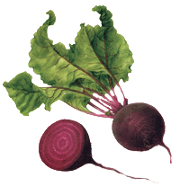 glossary_b/veg_beet.gif