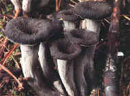 glossary_b/veg_mushroom_black_trumpet.jpg glossary_b/veg_mushroom_black_trumpet.jpg