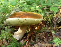 glossary_b/veg_mushroom_boletales.jpg glossary_b/veg_mushroom_boletales.jpg