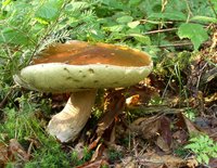 glossary_b/veg_mushroom_boletales.jpg