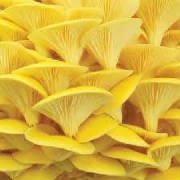 glossary_c/champignons_pleurotes_jaunes.jpg