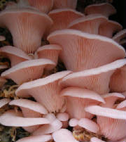 glossary_c/champignons_pleurotes_roses.jpg