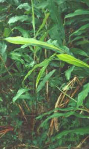 glossary_c/herb-cardamome_plant.jpg