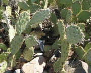 glossary_c/veg-cactus.jpg glossary_c/veg-cactus.jpg