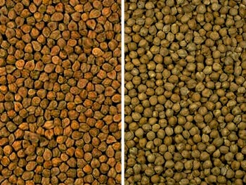 glossary_c/VEG-Chickpea.jpg glossary_c/VEG-Chickpea.jpg