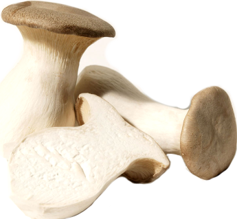 glossary_c/champignon_erengii.jpg