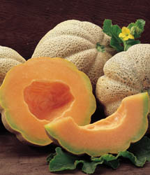 glossary_c/fruit-cantaloupe.jpg