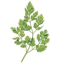 glossary_c/herb-Chervil.jpg