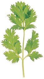 glossary_c/herb-Cilantro.jpg