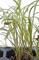 glossary_c/herb-Cumin-plant.jpg glossary_c/herb-Cumin-plant.jpg