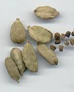 glossary_c/herb-cardamome-green.jpg