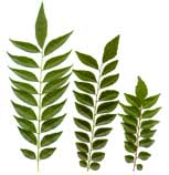 glossary_c/herb-curry-leaf.jpg