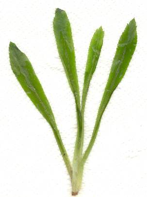 glossary_c/hherb-coriander_long_plant.jpg glossary_c/hherb-coriander_long_plant.jpg