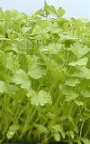glossary_c/lettuce-Celery.jpg glossary_c/lettuce-Celery.jpg