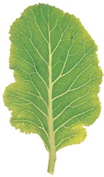 glossary_c/lettuce-CollardGreen.jpg