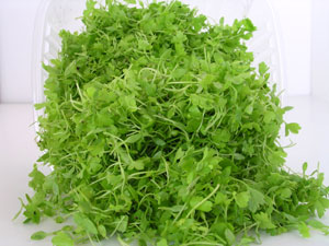 glossary_c/lettuce-celery-micro.jpg glossary_c/lettuce-celery-micro.jpg