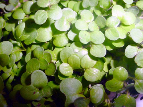 glossary_c/lettuce-cress.jpg