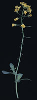 glossary_c/seed-Canola-flower.jpg glossary_c/seed-Canola-flower.jpg