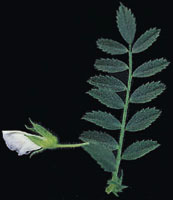 glossary_c/seed-Chickpea-flower.jpg glossary_c/seed-Chickpea-flower.jpg