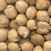 glossary_c/seed-Chickpea-seeds.jpg