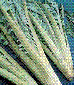 glossary_c/veg-cardoon.GIF