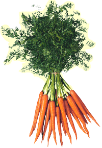 glossary_c/veg-carrots.gif