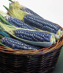 glossary_c/veg-corn-blue.jpg