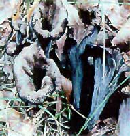 glossary_c/veg-mushroom-chanterelle_black.jpg glossary_c/veg-mushroom-chanterelle_black.jpg