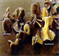 glossary_c/veg-mushroom-chanterelle_yellow_foot.jpg