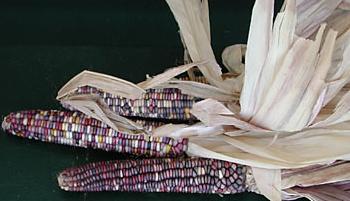 glossary_c/vvveg-corn_indian.jpg