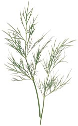 glossary_d/herb-Dill.jpg