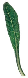 glossary_d/lettuce-DinoKale.jpg