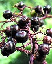 glossary_e/fruit-Elderberries.jpg