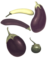 glossary_e/veg-eggplant.gif