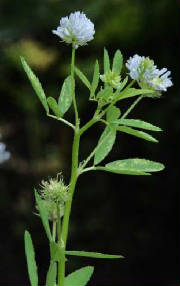 glossary_f/herb-fenugreek_plant.jpg