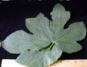 glossary_f/herb-figleaf.jpg