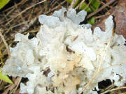 glossary_f/veg-mushroom-jellyfungi.jpg