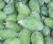 glossary_f/fruit-Feijoas.jpg