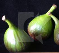 glossary_f/fruit-fig_white.jpg