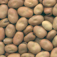 glossary_f/seed-Favabean-seeds.jpg