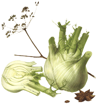 glossary_f/veg-fennel.gif