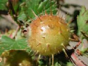 glossary_g/fruit-gooseberry.jpg