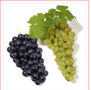 glossary_g/fruit-grapes2.jpg